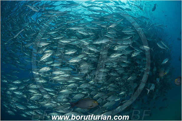 Cabo Pulmo, Baja California, Sea of Cortez, Mexico, Pacific ocean, Caranx sexfasciatus, Caranx, Carangidae, Bigeye trevally, Trevally, Fish, Fish school