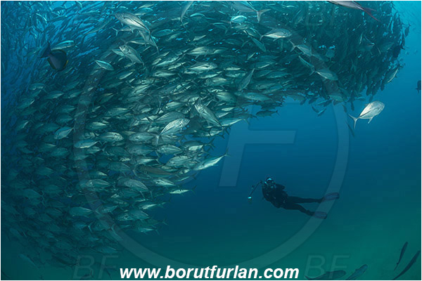 Cabo Pulmo, Baja California, Sea of Cortez, Mexico, Pacific ocean, Caranx sexfasciatus, Caranx, Carangidae, Bigeye trevally, Trevally, Fish, Fish school, Sand, Diver, Underwater photographer