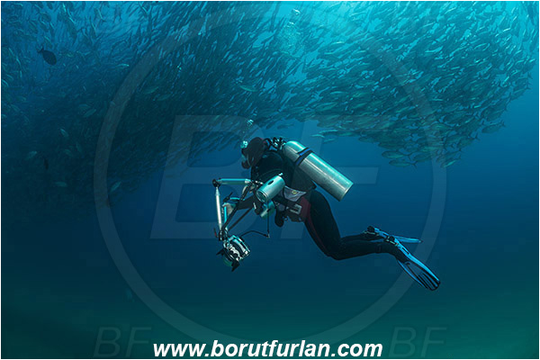 Cabo Pulmo, Baja California, Sea of Cortez, Mexico, Pacific ocean, Caranx sexfasciatus, Caranx, Carangidae, Bigeye trevally, Trevally, Fish, Fish school, Sand, Diver, Underwater photographer