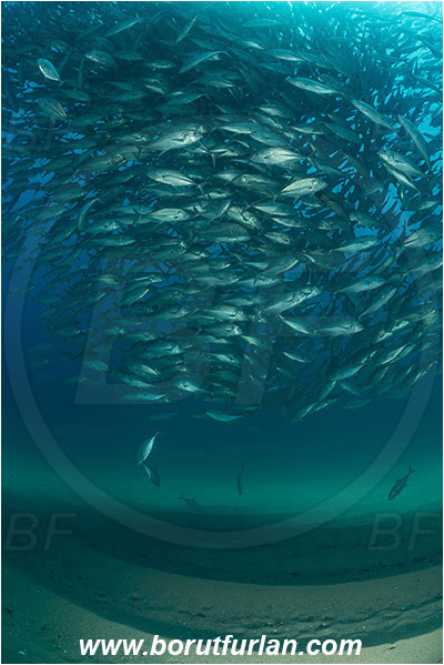 Cabo Pulmo, Baja California, Sea of Cortez, Mexico, Pacific ocean, Caranx sexfasciatus, Caranx, Carangidae, Bigeye trevally, Trevally, Fish, Fish school, Sand