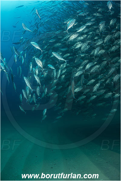 Cabo Pulmo, Baja California, Sea of Cortez, Mexico, Pacific ocean, Caranx sexfasciatus, Caranx, Carangidae, Bigeye trevally, Trevally, Fish, Fish school, Sand