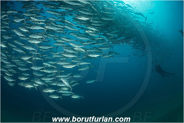 Cabo Pulmo, Baja California, Sea of Cortez, Mexico, Pacific ocean, Caranx sexfasciatus, Caranx, Carangidae, Bigeye trevally, Trevally, Fish, Fish school, Sand, Diver, Underwater photographer