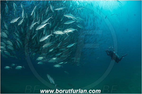Cabo Pulmo, Baja California, Sea of Cortez, Mexico, Pacific ocean, Caranx sexfasciatus, Caranx, Carangidae, Bigeye trevally, Trevally, Fish, Fish school, Sand, Diver, Underwater photographer