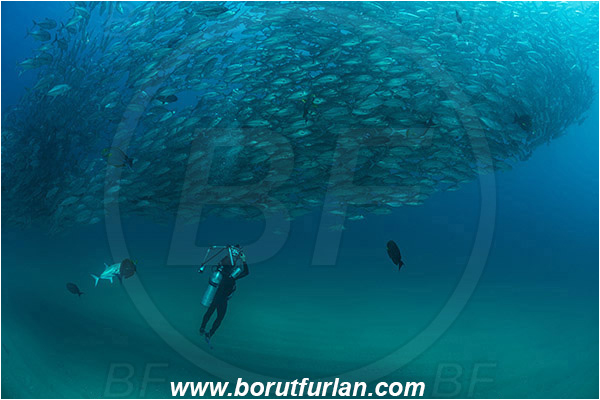 Cabo Pulmo, Baja California, Sea of Cortez, Mexico, Pacific ocean, Caranx sexfasciatus, Caranx, Carangidae, Bigeye trevally, Trevally, Fish, Fish school, Sand, Diver, Underwater photographer