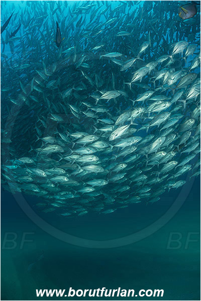 Cabo Pulmo, Baja California, Sea of Cortez, Mexico, Pacific ocean, Caranx sexfasciatus, Caranx, Carangidae, Bigeye trevally, Trevally, Fish, Fish school, Sand