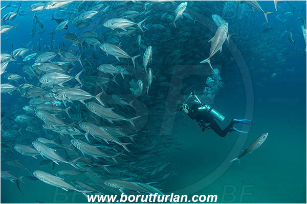 Cabo Pulmo, Baja California, Sea of Cortez, Mexico, Pacific ocean, Caranx sexfasciatus, Caranx, Carangidae, Bigeye trevally, Trevally, Fish, Fish school, Diver, Underwater photographer