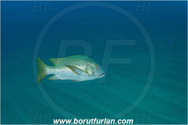 Cabo Pulmo, Sea of Cortez, Baja California, Mexico, Pacific ocean, Hoplopagrus guentherii, Hoplopagrus, Lutjanidae, Mexican barred snapper, Barred pargo, Snapper, Fish, Sand