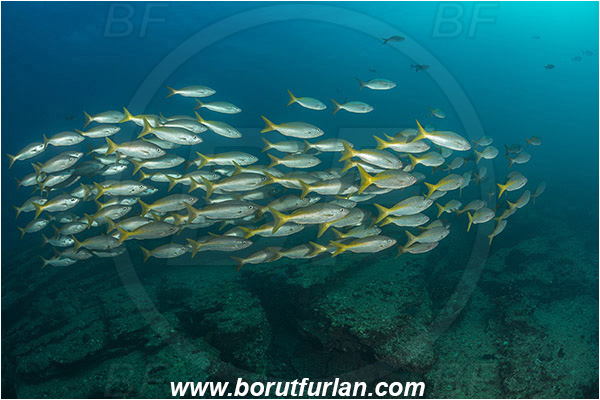 Cabo Pulmo, Sea of Cortez, Baja California, Mexico, Pacific ocean, Lutjanus inermis, Lutjanus, Lutjanidae, Golden snapper, Snapper, Fish, Fish school, Reef