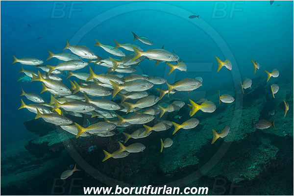 Cabo Pulmo, Sea of Cortez, Baja California, Mexico, Pacific ocean, Lutjanus inermis, Lutjanus, Lutjanidae, Golden snapper, Snapper, Fish, Fish school, Reef