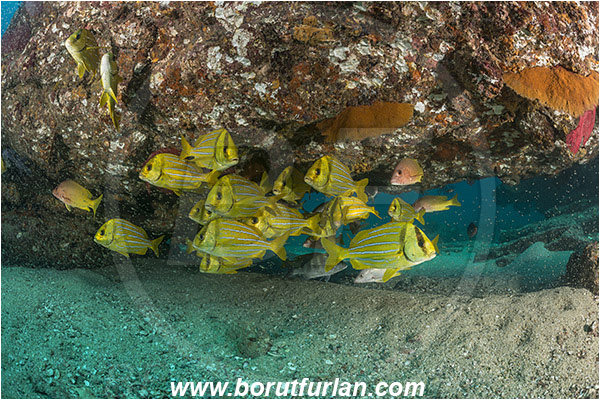 Cabo Pulmo, Baja California, Sea of Cortez, Mexico, Pacific ocean, Anisotremus taeniatus, Anisotremus, Haemulidae, Panamic Porkfish, Porkfish, Grunt, Fish, Fish school, Reef, Cave