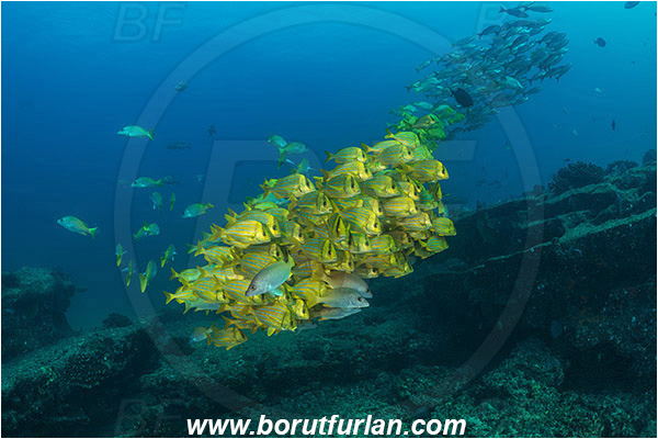 Cabo Pulmo, Baja California, Sea of Cortez, Mexico, Pacific ocean, Anisotremus taeniatus, Anisotremus, Haemulidae, Panamic Porkfish, Porkfish, Grunt, Fish, Fish school, Reef