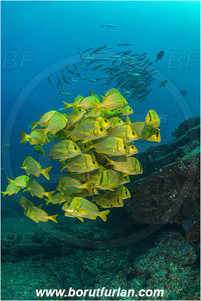 Cabo Pulmo, Baja California, Sea of Cortez, Mexico, Pacific ocean, Anisotremus taeniatus, Anisotremus, Haemulidae, Panamic Porkfish, Porkfish, Grunt, Fish, Fish school, Reef