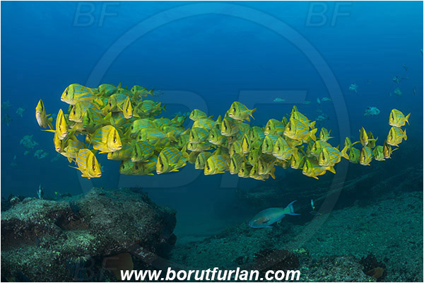 Cabo Pulmo, Baja California, Sea of Cortez, Mexico, Pacific ocean, Anisotremus taeniatus, Anisotremus, Haemulidae, Panamic Porkfish, Porkfish, Grunt, Fish, Fish school, Reef