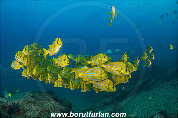 Cabo Pulmo, Baja California, Sea of Cortez, Mexico, Pacific ocean, Anisotremus taeniatus, Anisotremus, Haemulidae, Panamic Porkfish, Porkfish, Grunt, Fish, Fish school, Reef
