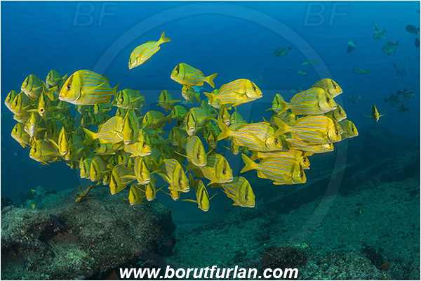 Cabo Pulmo, Baja California, Sea of Cortez, Mexico, Pacific ocean, Anisotremus taeniatus, Anisotremus, Haemulidae, Panamic Porkfish, Porkfish, Grunt, Fish, Fish school, Reef