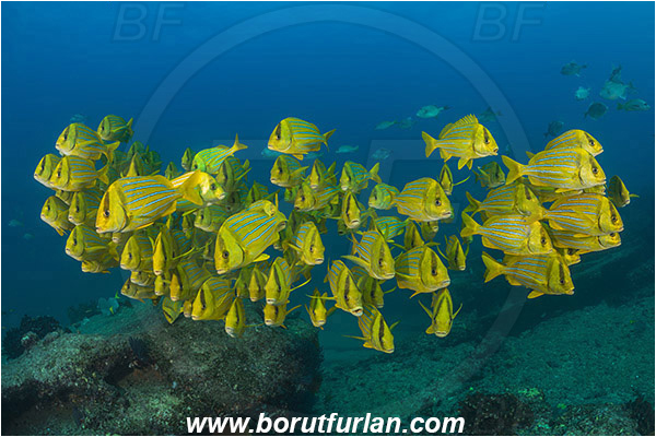 Cabo Pulmo, Baja California, Sea of Cortez, Mexico, Pacific ocean, Anisotremus taeniatus, Anisotremus, Haemulidae, Panamic Porkfish, Porkfish, Grunt, Fish, Fish school, Reef