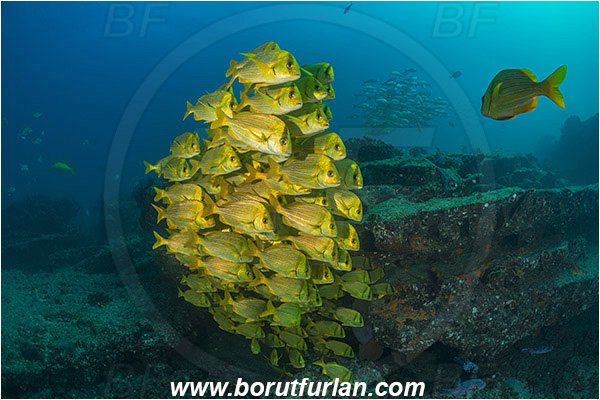 Cabo Pulmo, Baja California, Sea of Cortez, Mexico, Pacific ocean, Anisotremus taeniatus, Anisotremus, Haemulidae, Panamic Porkfish, Porkfish, Grunt, Fish, Fish school, Reef