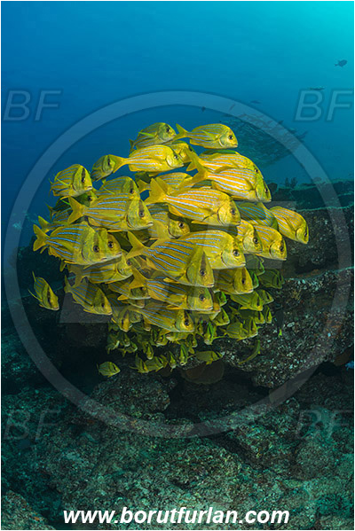 Cabo Pulmo, Baja California, Sea of Cortez, Mexico, Pacific ocean, Anisotremus taeniatus, Anisotremus, Haemulidae, Panamic Porkfish, Porkfish, Grunt, Fish, Fish school, Reef