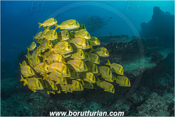 Cabo Pulmo, Baja California, Sea of Cortez, Mexico, Pacific ocean, Anisotremus taeniatus, Anisotremus, Haemulidae, Panamic Porkfish, Porkfish, Grunt, Fish, Fish school, Reef
