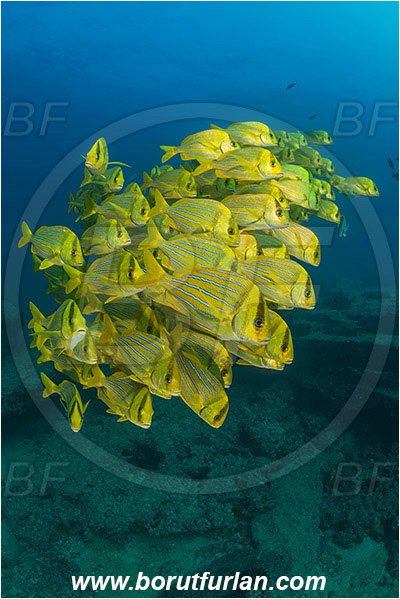 Cabo Pulmo, Baja California, Sea of Cortez, Mexico, Pacific ocean, Anisotremus taeniatus, Anisotremus, Haemulidae, Panamic Porkfish, Porkfish, Grunt, Fish, Fish school, Reef