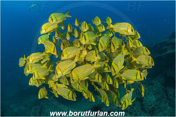 Cabo Pulmo, Baja California, Sea of Cortez, Mexico, Pacific ocean, Anisotremus taeniatus, Anisotremus, Haemulidae, Panamic Porkfish, Porkfish, Grunt, Fish, Fish school, Reef