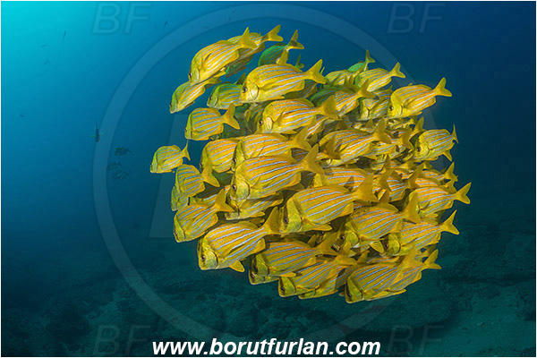 Cabo Pulmo, Baja California, Sea of Cortez, Mexico, Pacific ocean, Anisotremus taeniatus, Anisotremus, Haemulidae, Panamic Porkfish, Porkfish, Grunt, Fish, Fish school, Reef