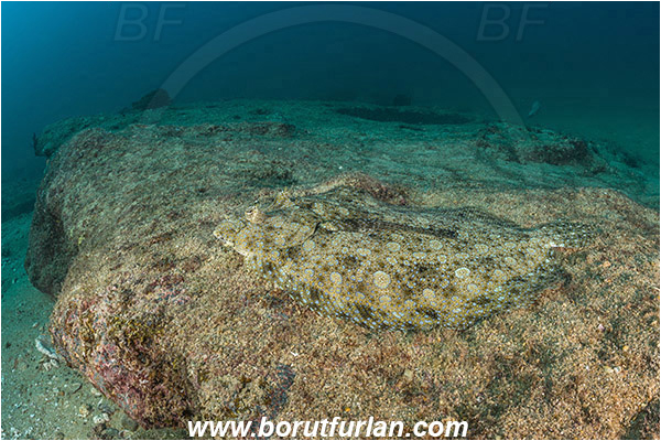 Cabo Pulmo, Baja California, Sea of Cortez, Mexico, Pacific ocean, Bothus mancus, Bothus, Bothidae, Peacock flounder, Flowery flounder, Flounder, Fish, Reef