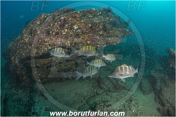 Cabo Pulmo, Baja California, Sea of Cortez, Mexico, Pacific ocean, Haemulon sexfasciatum, Haemulon, Haemulidae, Greybar grunt, Grunt, Fish, Fish school, Reef, Plancton shrimps