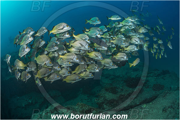 Cabo Pulmo, Baja California, Sea of Cortez, Mexico, Pacific ocean, Anisotremus interruptus, Anisotremus, Haemulidae, Burito grunt, Grunt, Fish, Fish school, Reef