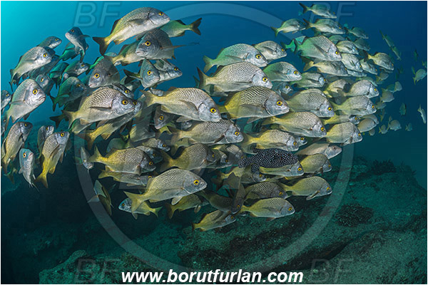Cabo Pulmo, Baja California, Sea of Cortez, Mexico, Pacific ocean, Anisotremus interruptus, Anisotremus, Haemulidae, Burito grunt, Grunt, Fish, Fish school, Reef