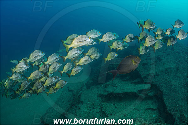 Cabo Pulmo, Baja California, Sea of Cortez, Mexico, Pacific ocean, Anisotremus interruptus, Anisotremus, Haemulidae, Burito grunt, Grunt, Fish, Fish school, Reef