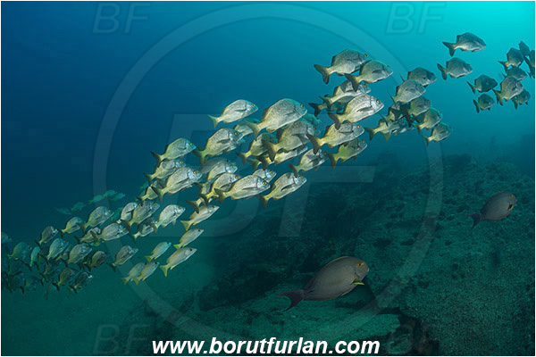 Cabo Pulmo, Baja California, Sea of Cortez, Mexico, Pacific ocean, Anisotremus interruptus, Anisotremus, Haemulidae, Burito grunt, Grunt, Fish, Fish school, Reef