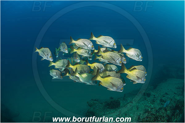 Cabo Pulmo, Baja California, Sea of Cortez, Mexico, Pacific ocean, Anisotremus interruptus, Anisotremus, Haemulidae, Burito grunt, Grunt, Fish, Fish school, Reef