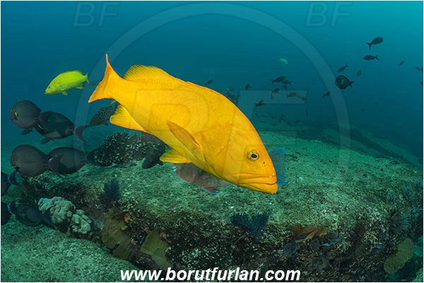 Cabo Pulmo, Sea of Cortez, Baja California, Mexico, Pacific ocean, Mycteroperca rosacea, Mycteroperca, Serranidae, Leopard goruper, Grouper, Fish, Reef, Yellow variant