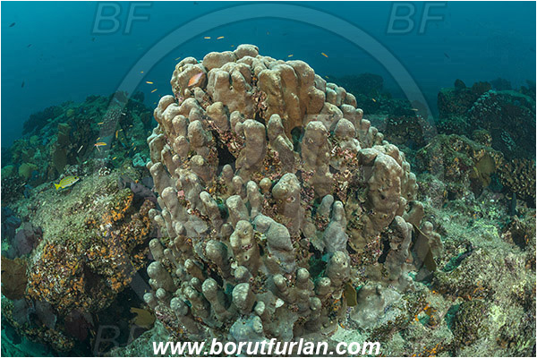 Cabo Pulmo, Baja California, Sea of Cortez, Mexico, Pacific ocean, Coral, Anthozoa, Cnidaria, Cnidarian, Reef, Unidentified