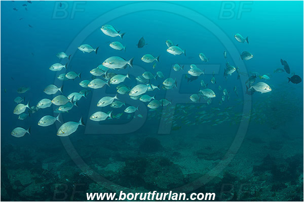 Cabo Pulmo, Baja California, Sea of Cortez, Mexico, Pacific ocean, Kyphosus elegans, Kyphosus, Kyphosidae, Cortez sea chub, Chub, Fish, Fish school, Reef