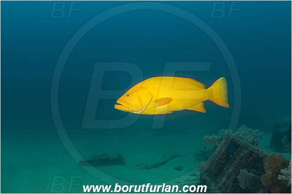 Cabo Pulmo, Sea of Cortez, Baja California, Mexico, Pacific ocean, Mycteroperca rosacea, Mycteroperca, Serranidae, Leopard goruper, Grouper, Fish, Reef, Wreck, Yellow variant