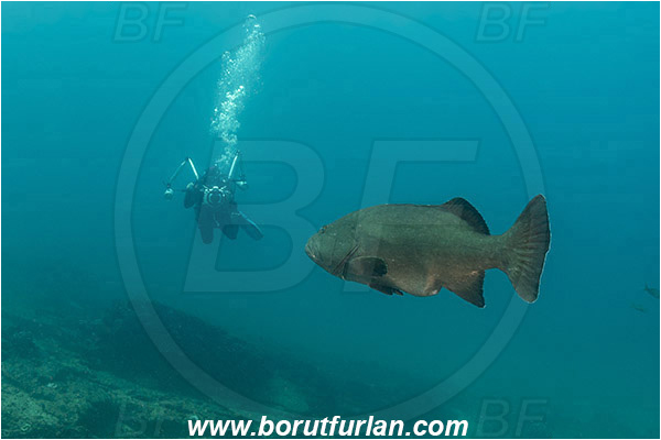 Cabo Pulmo, Sea of Cortez, Baja California, Mexico, Pacific ocean, Mycteroperca jordani, Mycteroperca, Serranidae, Gulf grouper, Grouper, Fish, Reef, Diver, Underwater photographer