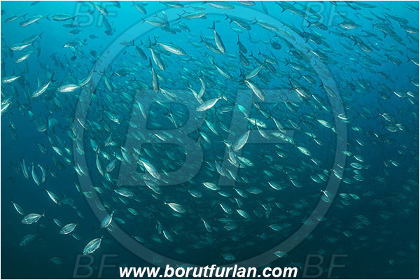 Cabo Pulmo, Baja California, Sea of Cortez, Mexico, Pacific ocean, Selar crumenophthalmus, Selar, Carangidae, Bigeye scad, Trevally, Fish, Fish school