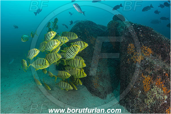 Cabo Pulmo, Baja California, Sea of Cortez, Mexico, Pacific ocean, Gnathanodon speciosus, Gnathanodon, Carangidae, Golden trevally, Trevally, Juvenile, Fish, Fish school, Reef