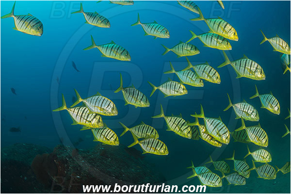 Cabo Pulmo, Baja California, Sea of Cortez, Mexico, Pacific ocean, Gnathanodon speciosus, Gnathanodon, Carangidae, Golden trevally, Trevally, Juvenile, Fish, Fish school, Reef