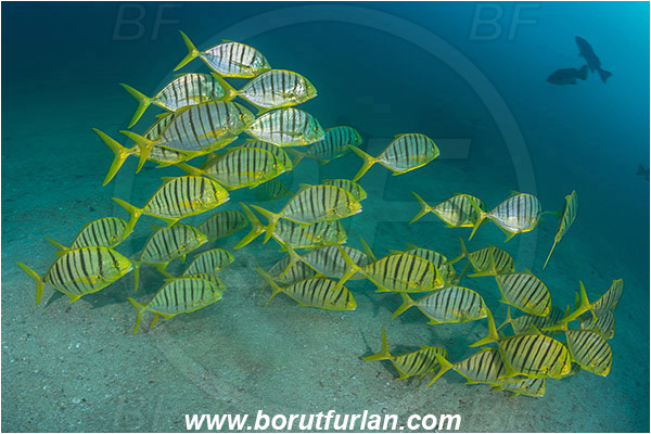 Cabo Pulmo, Baja California, Sea of Cortez, Mexico, Pacific ocean, Gnathanodon speciosus, Gnathanodon, Carangidae, Golden trevally, Trevally, Juvenile, Fish, Fish school, Sand