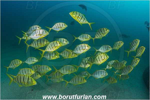 Cabo Pulmo, Baja California, Sea of Cortez, Mexico, Pacific ocean, Gnathanodon speciosus, Gnathanodon, Carangidae, Golden trevally, Trevally, Juvenile, Fish, Fish school, Sand