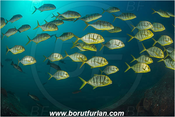 Cabo Pulmo, Baja California, Sea of Cortez, Mexico, Pacific ocean, Gnathanodon speciosus, Gnathanodon, Carangidae, Golden trevally, Trevally, Juvenile, Fish, Fish school, Reef