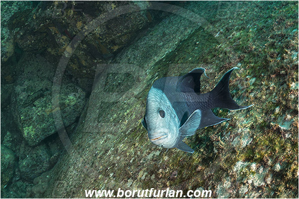 Cabo Pulmo, Baja California, Sea of Cortez, Mexico, Pacific ocean, Microspathodon dorsalis, Microspathodon, Pomacentridae, Giant damselfish, Damselfish, Fish, Reef