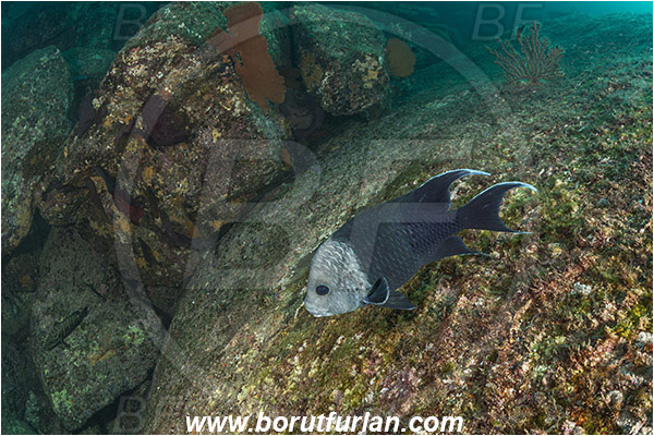 Cabo Pulmo, Baja California, Sea of Cortez, Mexico, Pacific ocean, Microspathodon dorsalis, Microspathodon, Pomacentridae, Giant damselfish, Damselfish, Fish, Reef