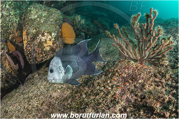 Cabo Pulmo, Baja California, Sea of Cortez, Mexico, Pacific ocean, Microspathodon dorsalis, Microspathodon, Pomacentridae, Giant damselfish, Damselfish, Fish, Reef