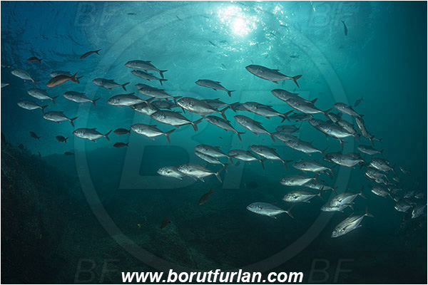 Cabo Pulmo, Baja California, Sea of Cortez, Mexico, Pacific ocean, Caranx sexfasciatus, Caranx, Carangidae, Bigeye trevally, Trevally, Fish, Fish school, Reef