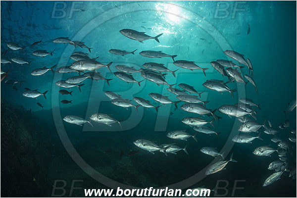 Cabo Pulmo, Baja California, Sea of Cortez, Mexico, Pacific ocean, Caranx sexfasciatus, Caranx, Carangidae, Bigeye trevally, Trevally, Fish, Fish school, Reef