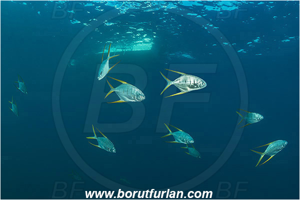 Cabo Pulmo, Baja California, Sea of Cortez, Mexico, Pacific ocean, Trachinotus rhodopus, Trachinotus, Carangidae, Gafftopsail pompano, Pompano, Fish, Fish school, Boat